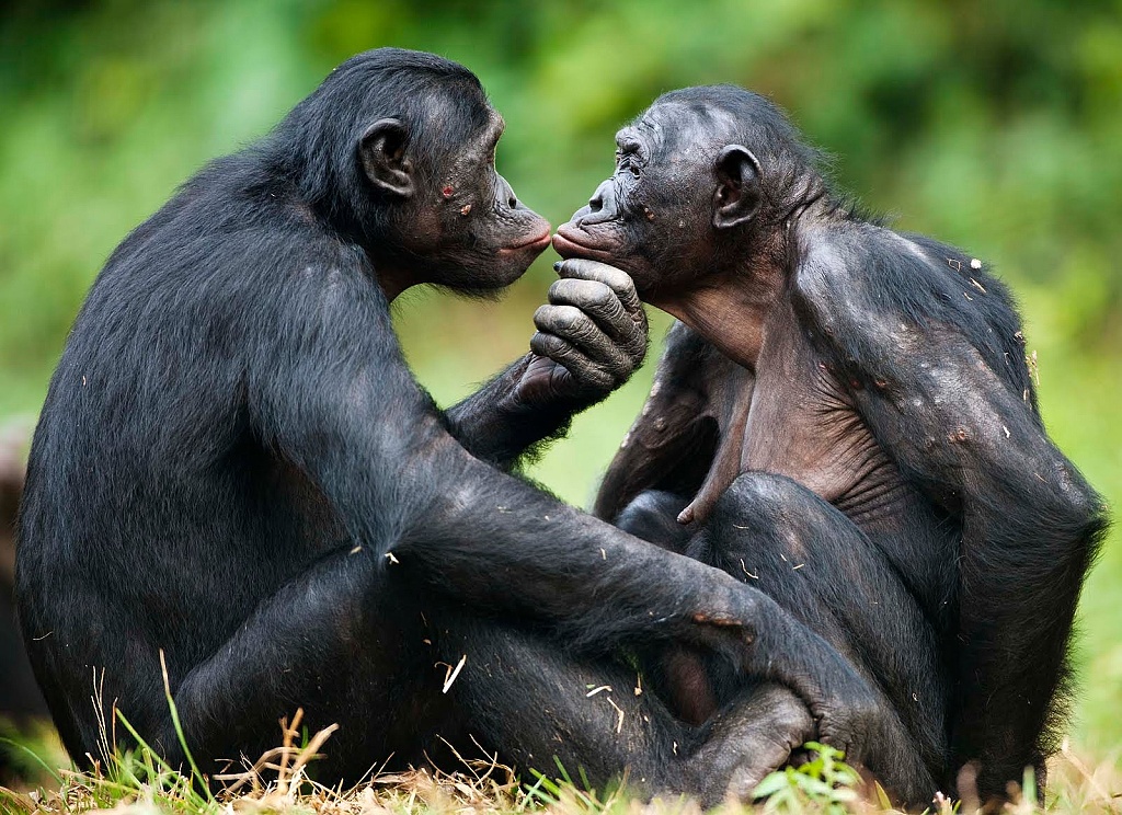 Bonobo chimps, our closest relatives.