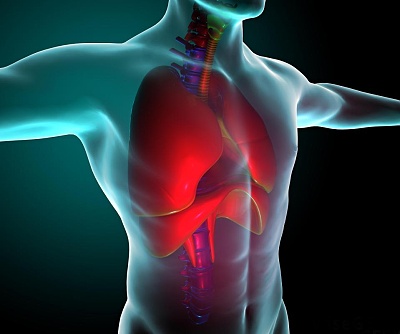 Lungs and diaphragm